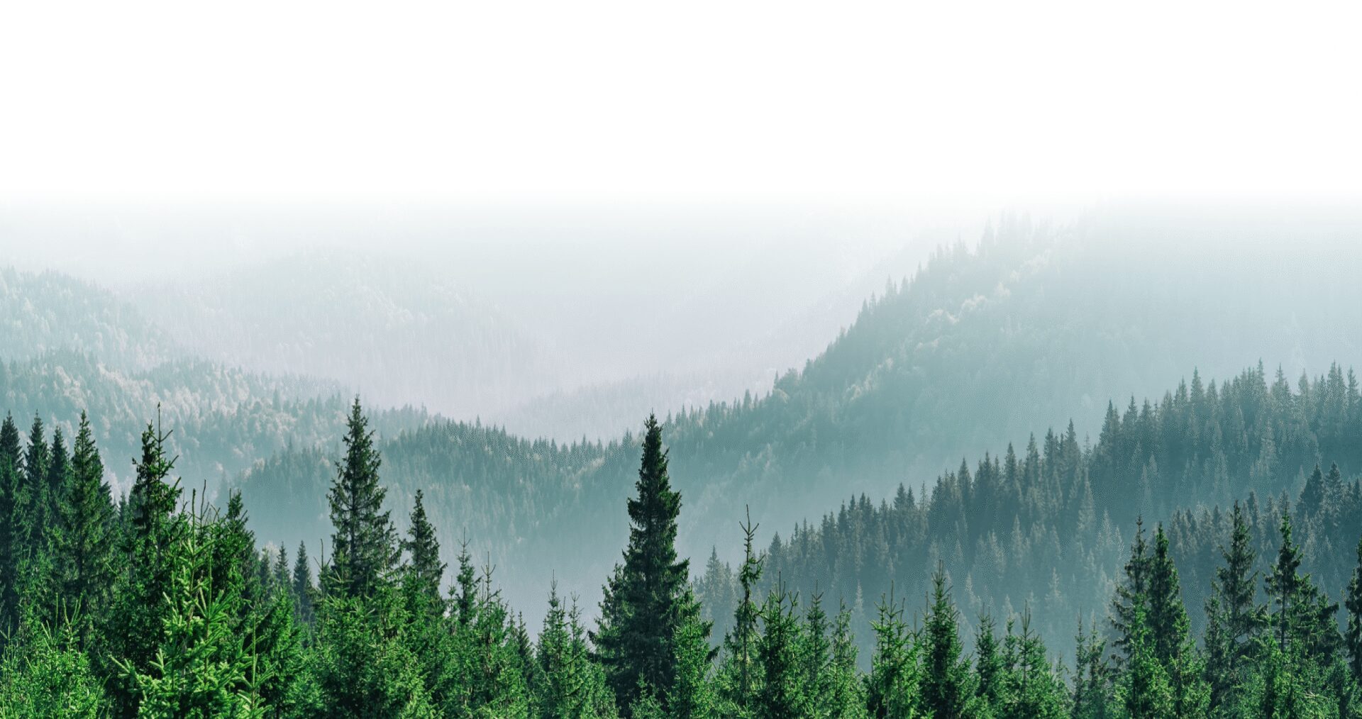 Foggy forest with distant mountain background.